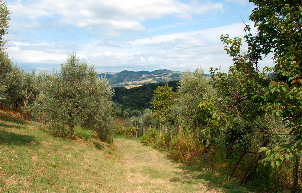 Dintorni